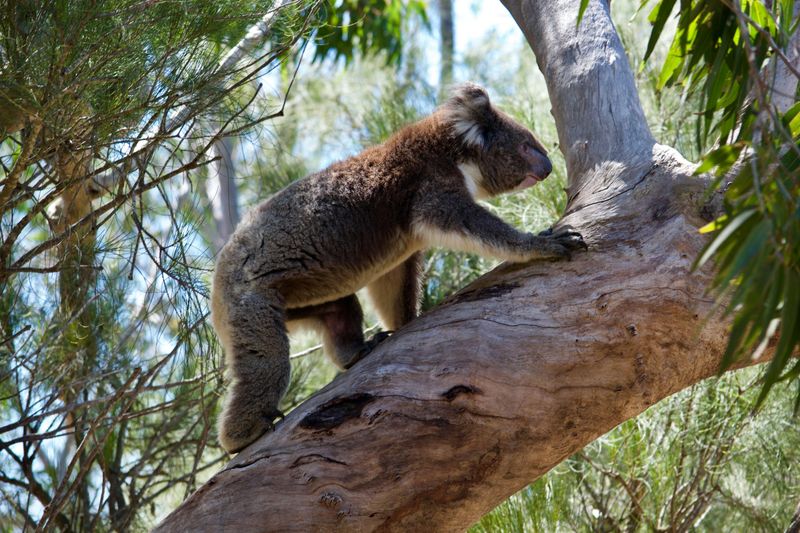 Koalas Are Great Climbers