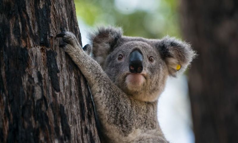 Koalas Are An Icon Of Australian Wildlife