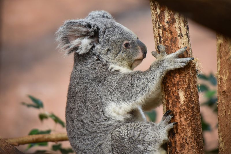 Koalas Are Solitary Creatures