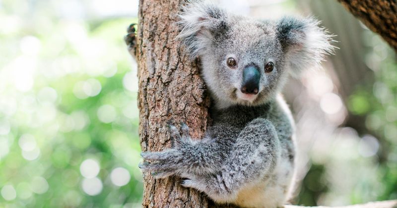 Koalas Are Facing Threats To Their Survival