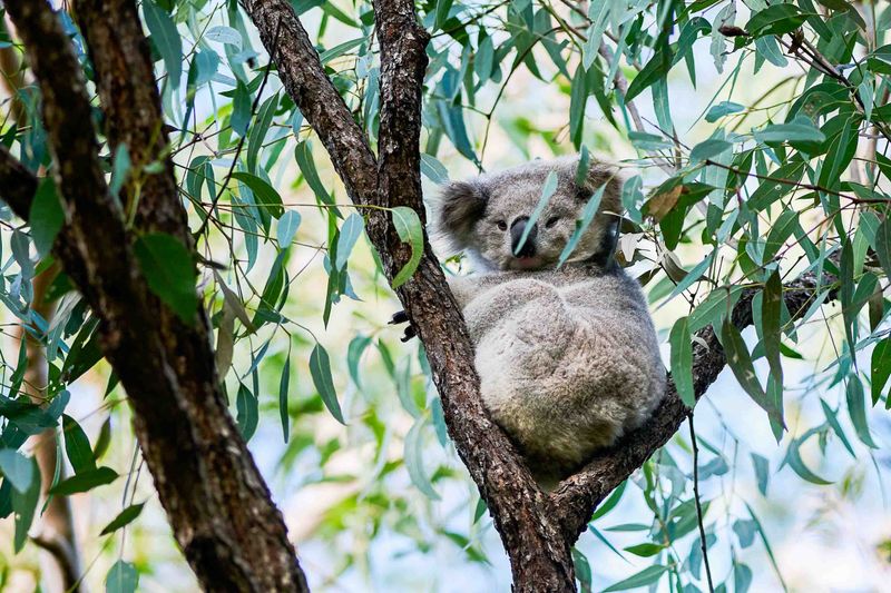 Koalas Are Endangered Everywhere