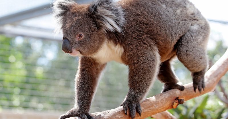 Koala Research And Rescue