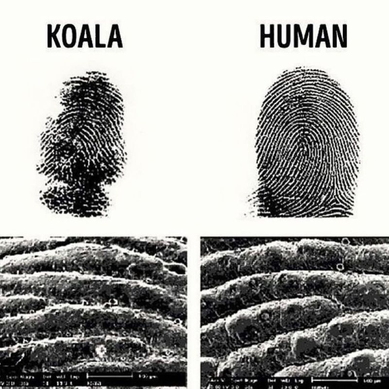 Koalas Have A Unique Fingerprint