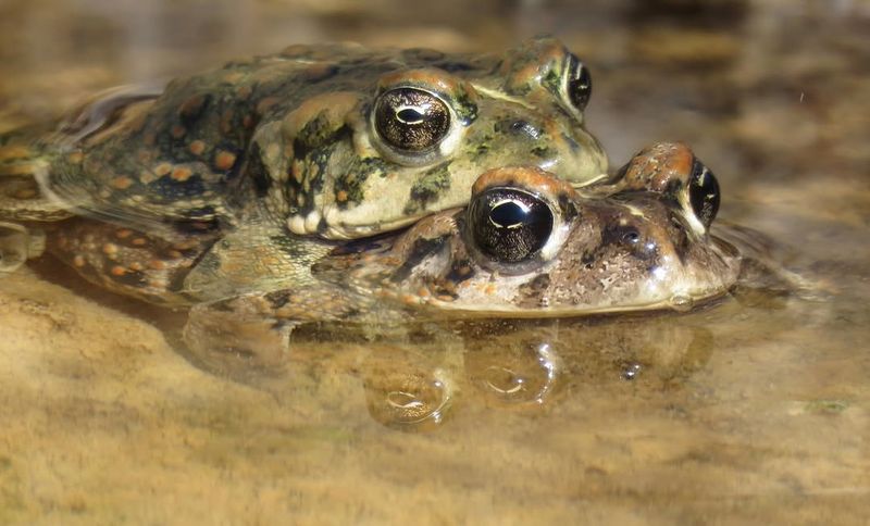 Amargosa Toad