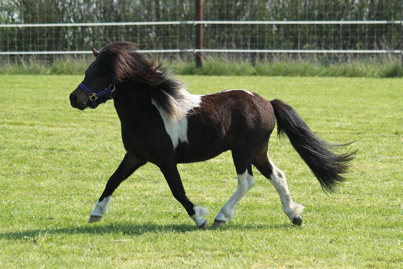 Shetland Ponies