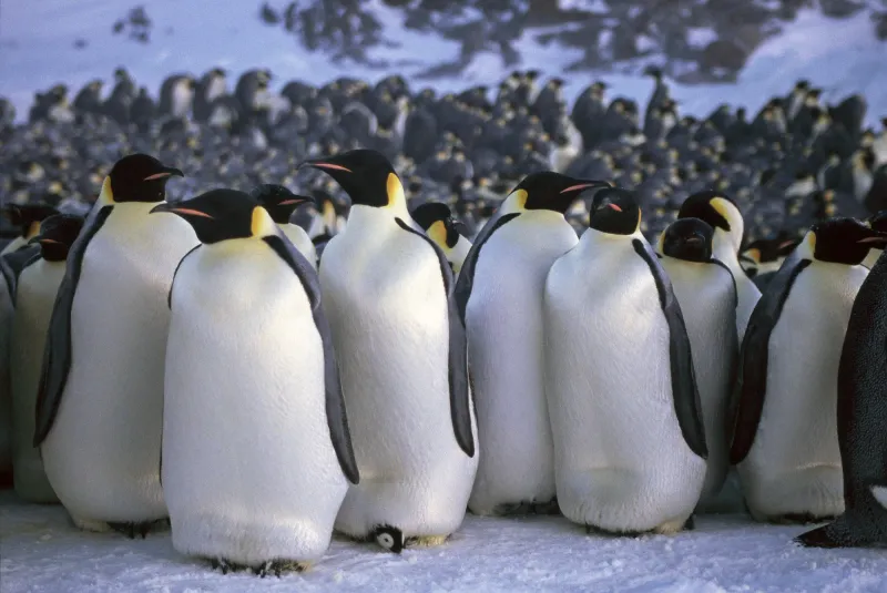 Penguin