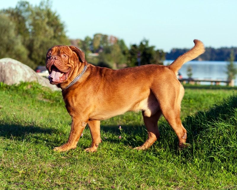 Dogue De Bordeaux
