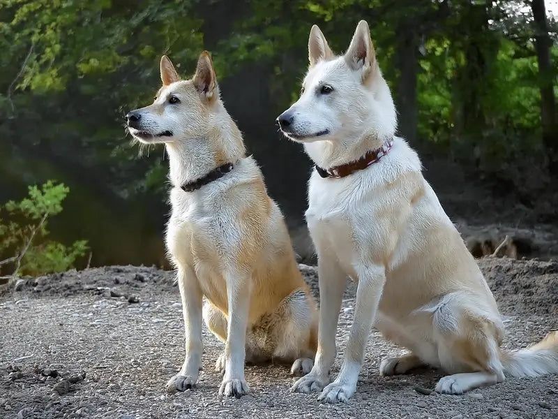Canaan Dog