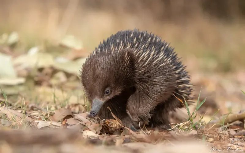 Echidna