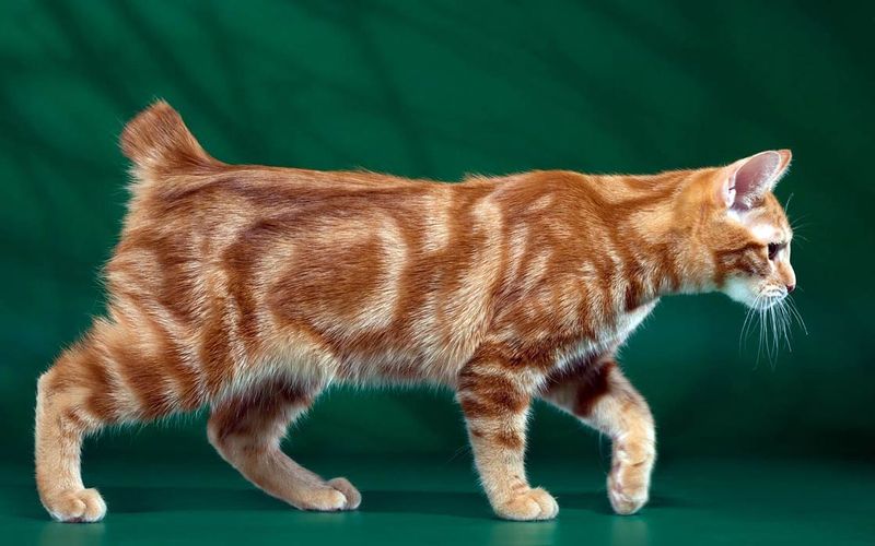 Manx