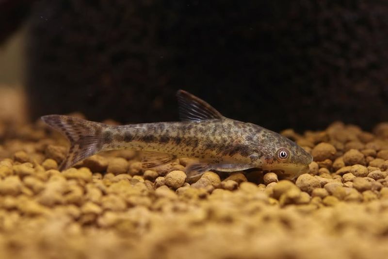 Otocinclus Catfish