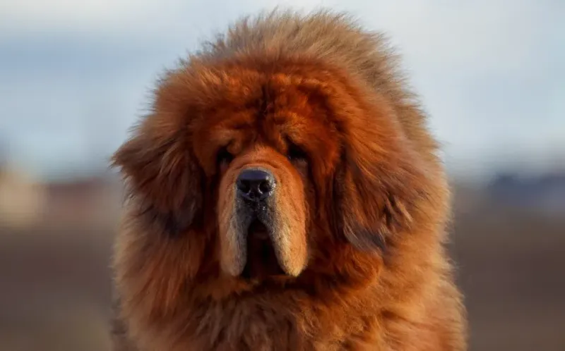 Tibetan Mastiffs
