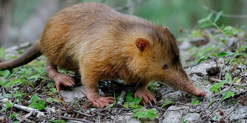 Cuban Solenodon