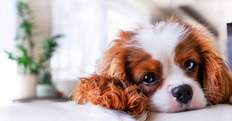 Cavalier King Charles Spaniel