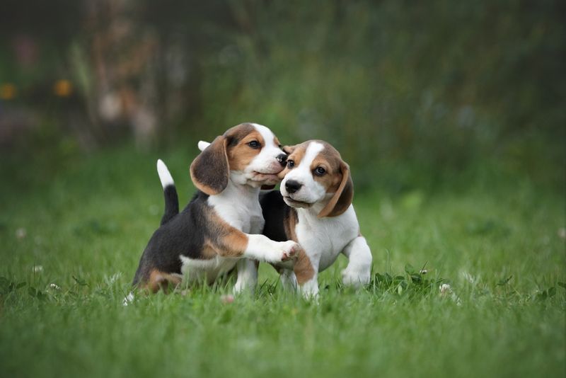 Beagle