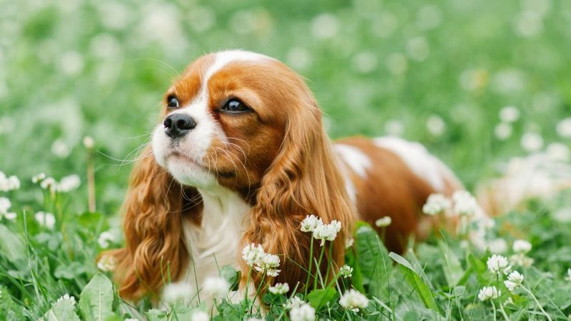 Cavalier King Charles Spaniel