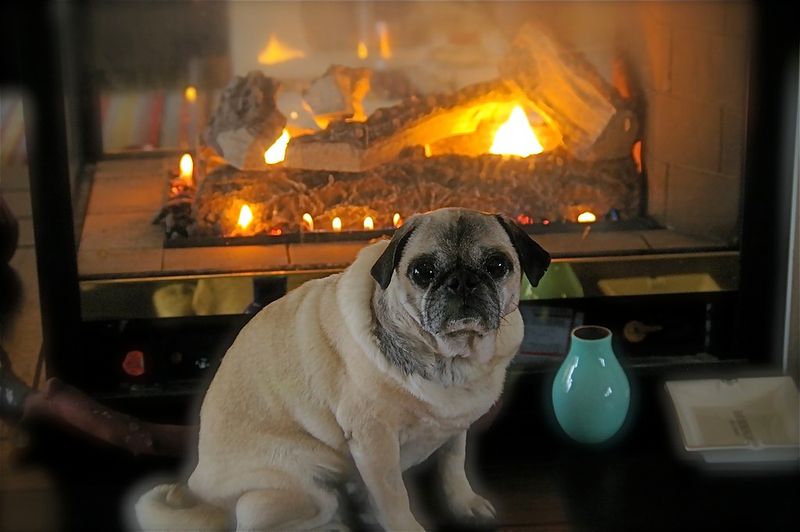 Pug