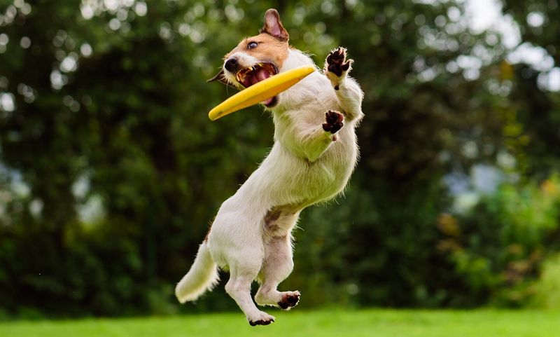 Jack Russell's Pocket-Sized Power