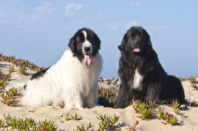 Newfoundland