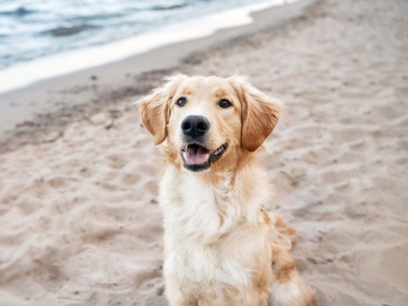 Golden Retriever