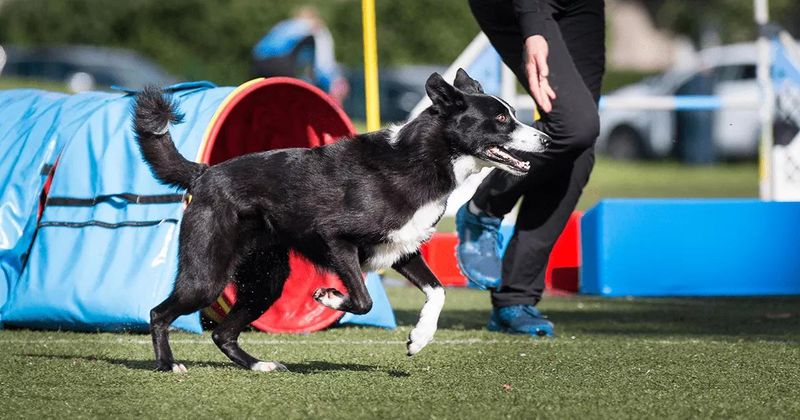 Border Collie