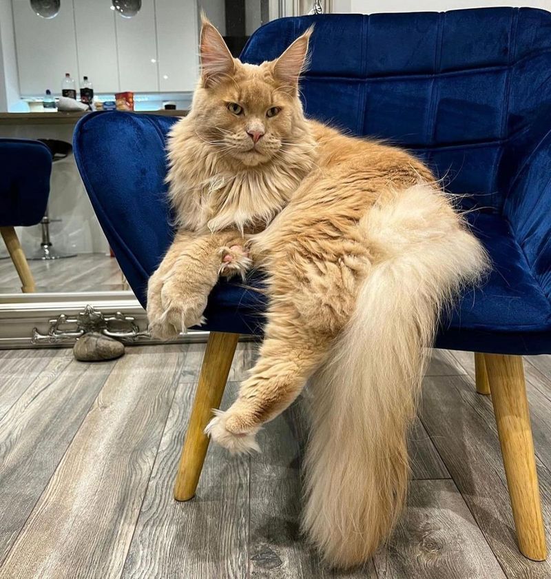 Maine Coon Cats