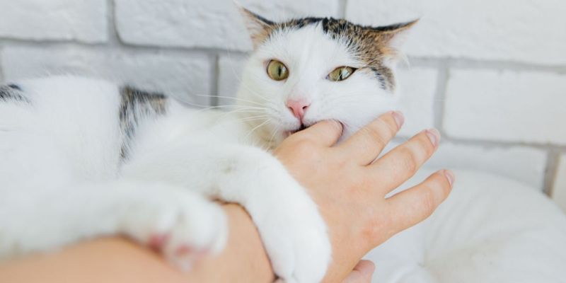 Petting-Induced Aggression