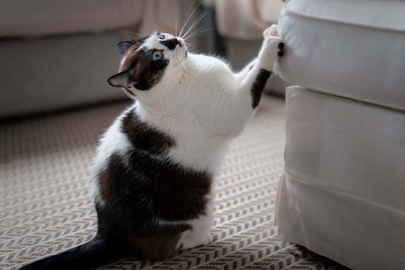 Ignoring Behavioral Issues