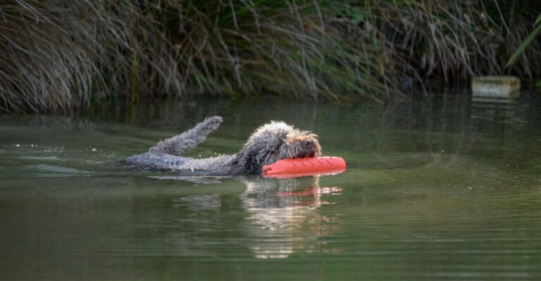 Lagotto Romagnolo: 16 Surprising Facts About This Adorable Water Dog