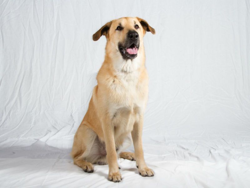 Chinook: New Hampshire's Sled Champion