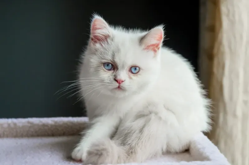 Napoleon Cat