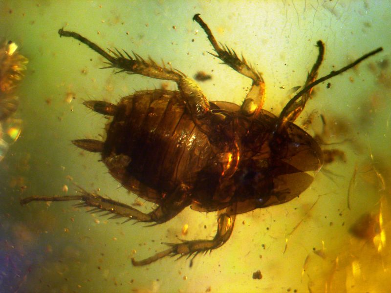 Cockroach