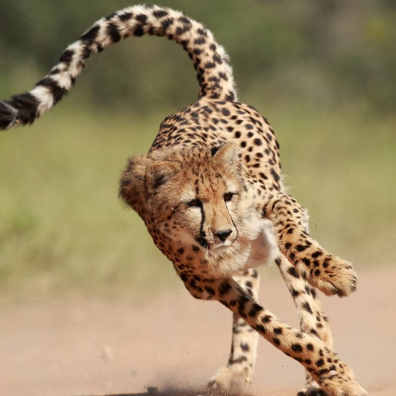 Tail For Balance