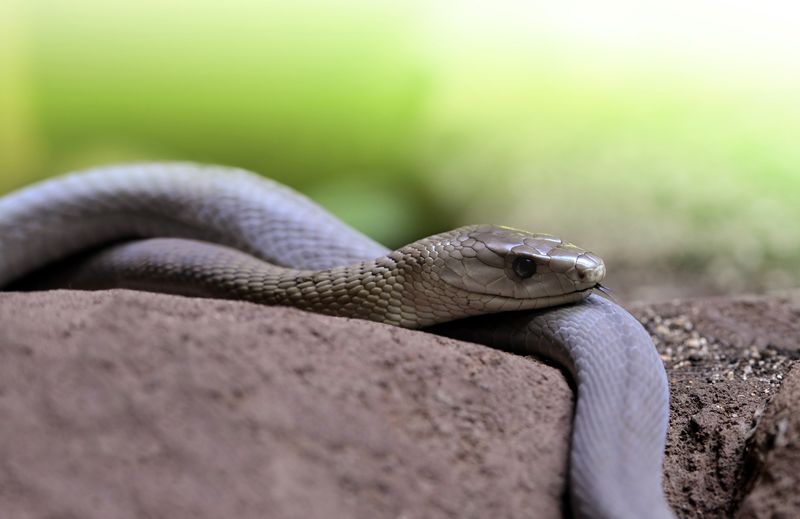 Remarkable Reproductive Abilities