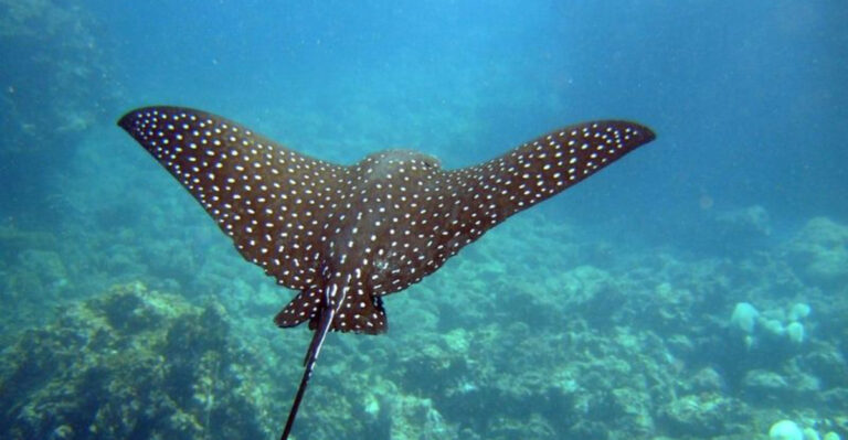 Largest Stingrays Ever Found In American Waters