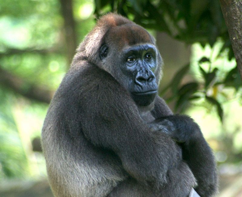 Fading Giants: Cross River Gorilla