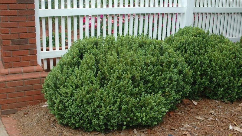 Common Boxwood