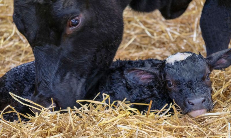 Mastering Calving Season