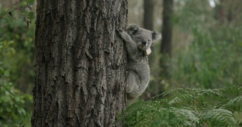 Citizen Science App Success