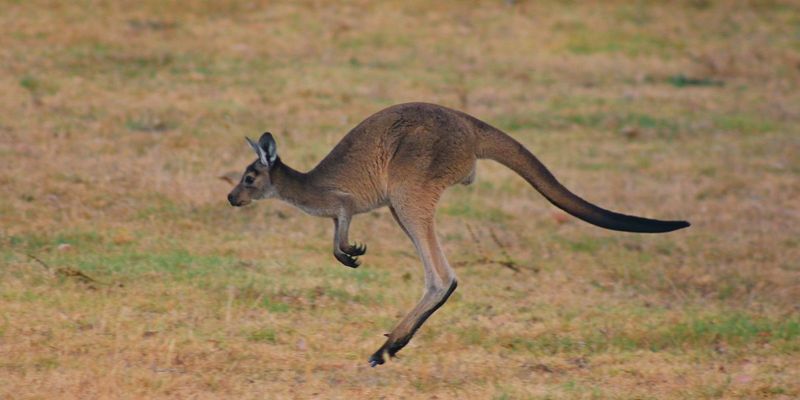 Tail Balance