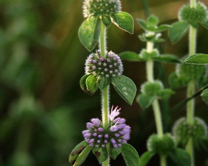 Pennyroyal