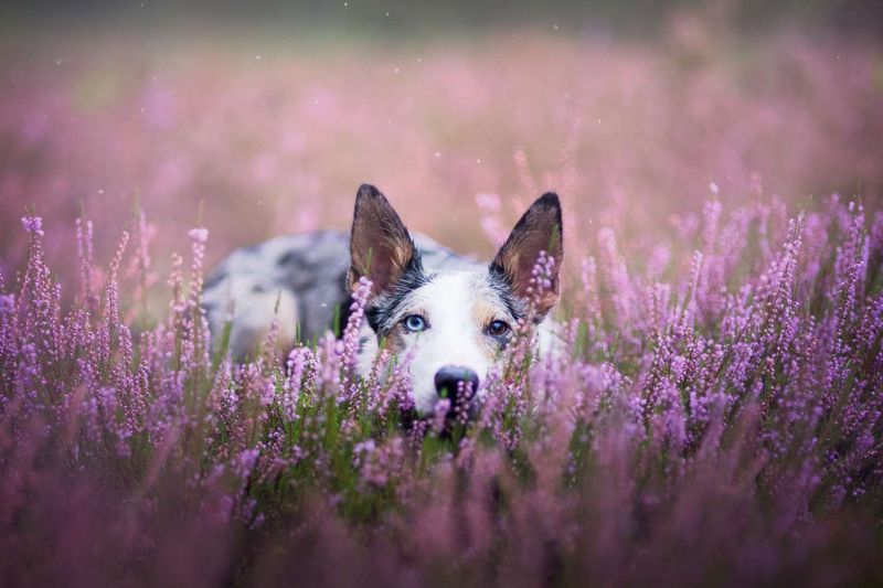 Lavender