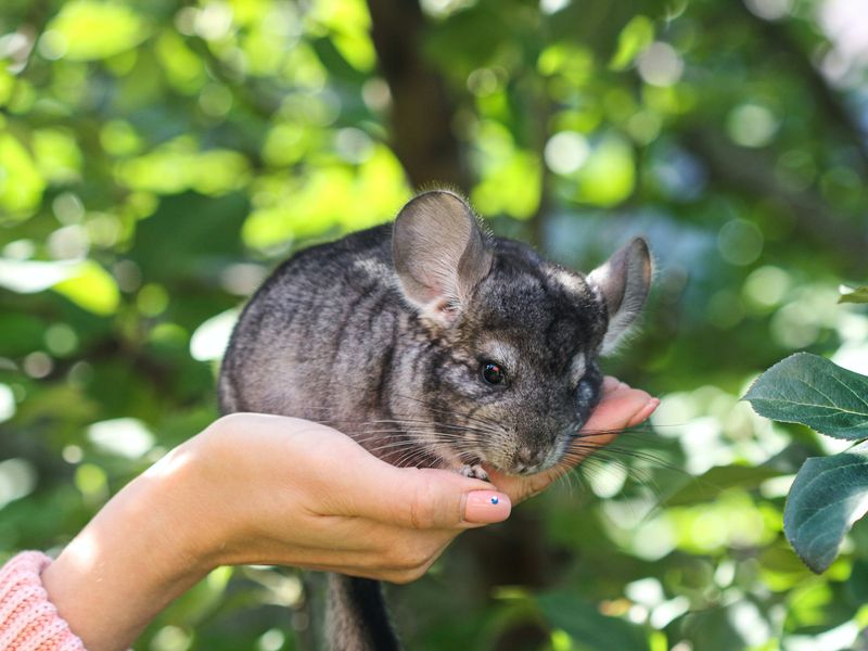 Chinchilla