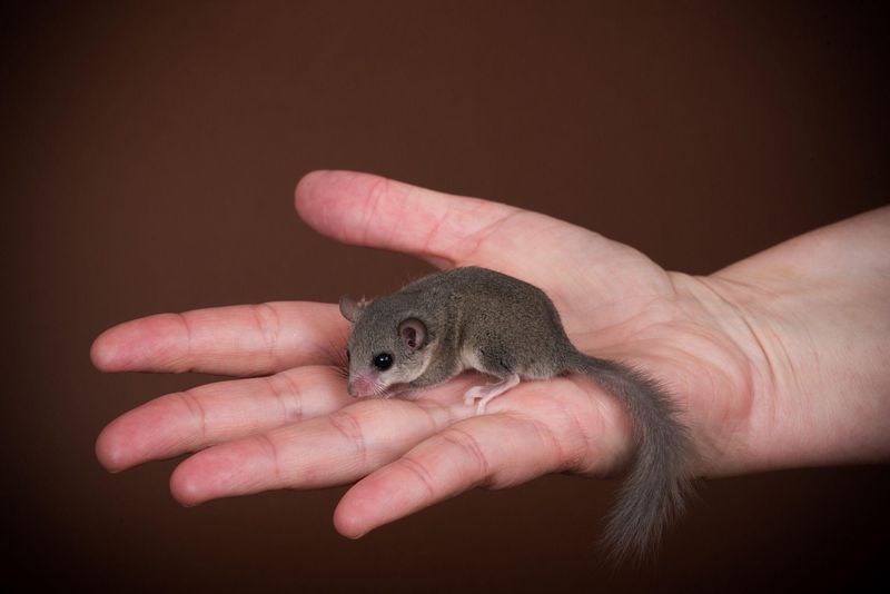 African Pygmy Mouse