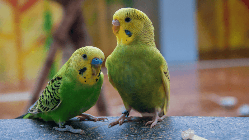 Parakeets