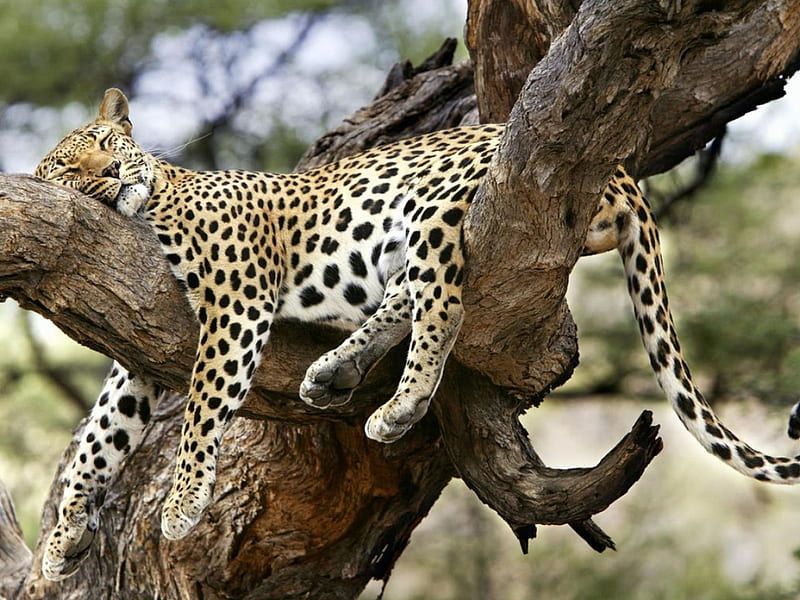 Jaguars Only Live In Jungles
