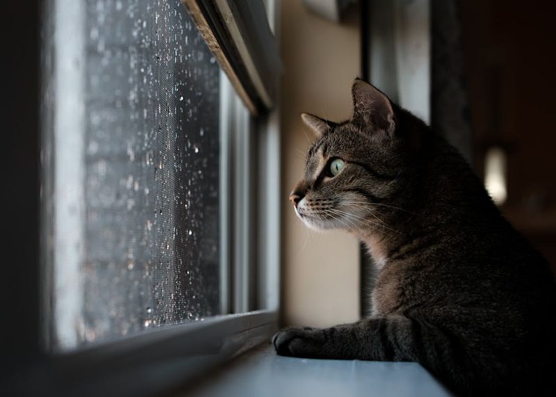Gazing Into Distance