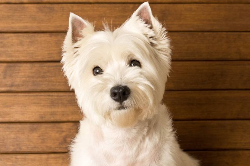 West Highland White Terrier