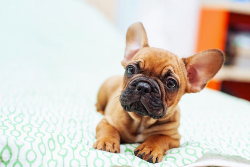 French Bulldog