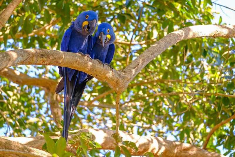 Hyacinth Macaw